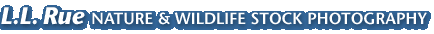 L.L. Rue Nature & Wildlife Stock Photography