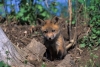 Click Image to Enlarge