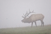 Click Image to Enlarge