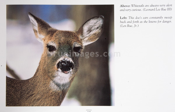 rue_080315_9171.jpg