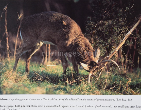 rue_080315_9183.jpg