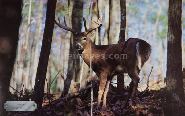 rue_080317_9542.jpg